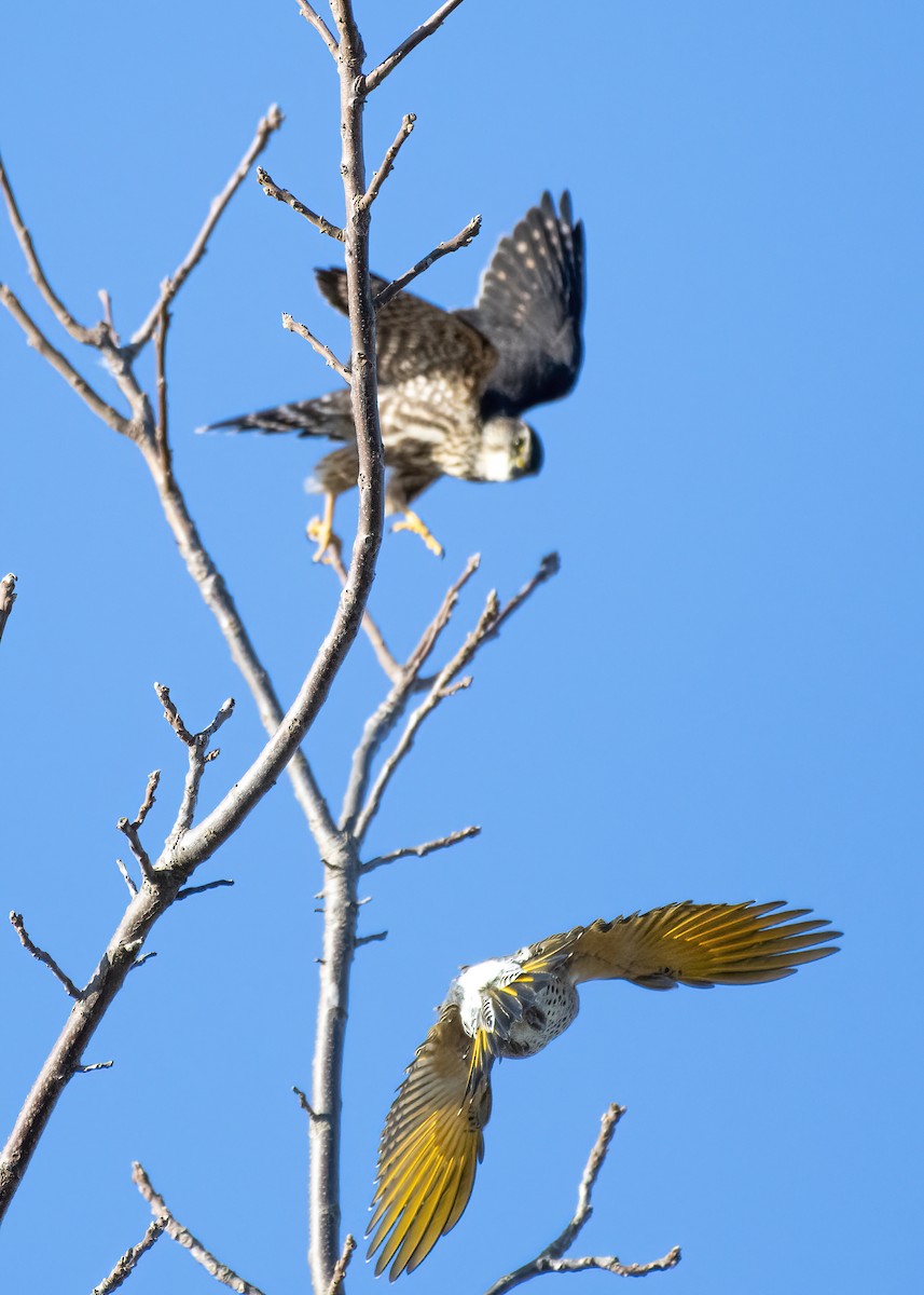 Merlin - ML625479688