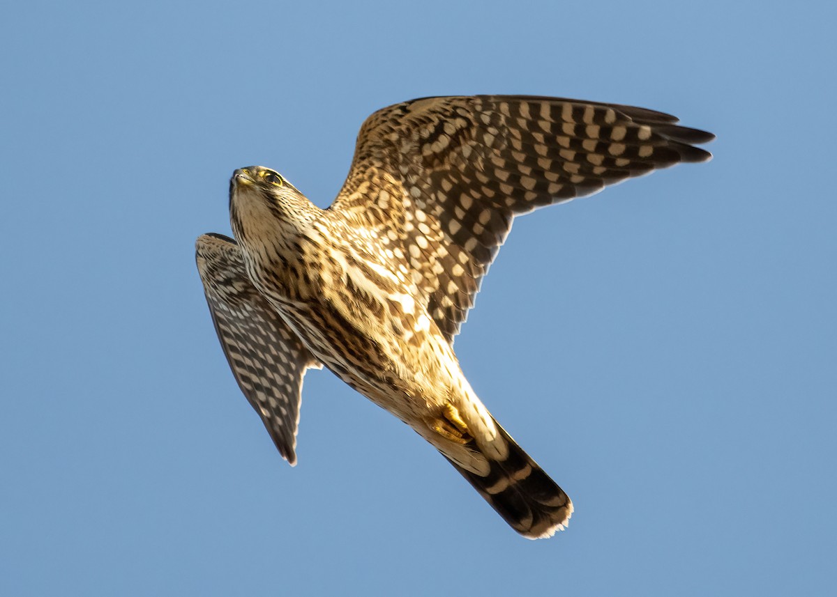 Merlin - ML625479689