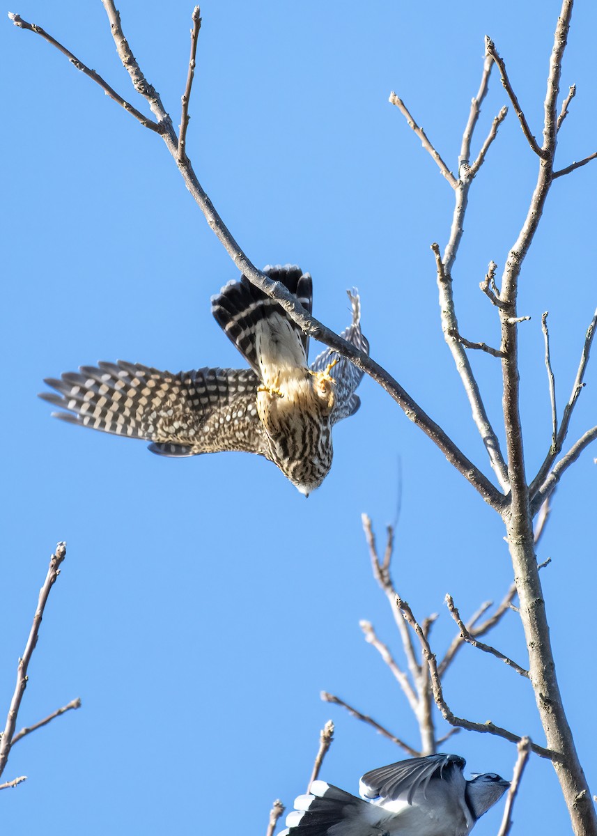 Merlin - ML625479690