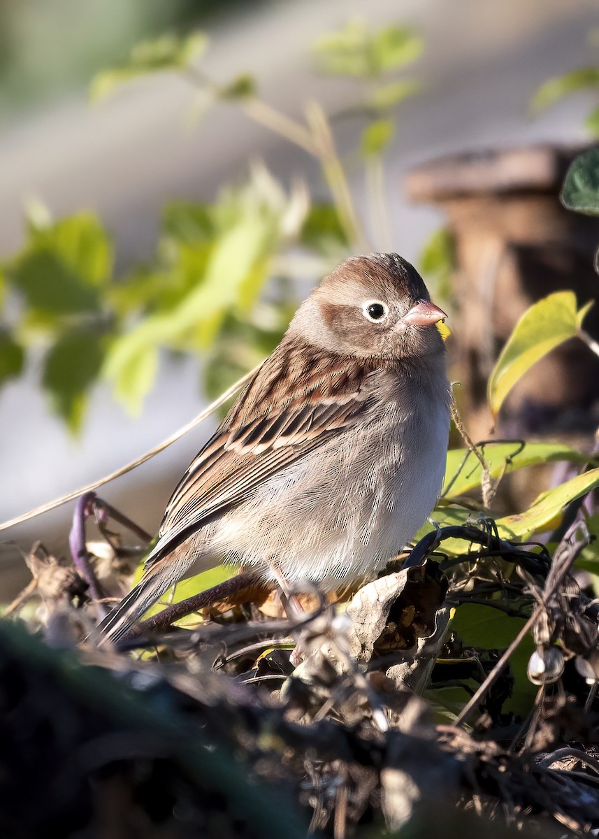Field Sparrow - ML625479749