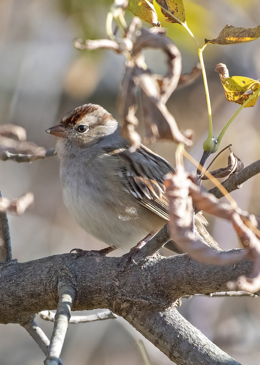White-crowned Sparrow - ML625479754