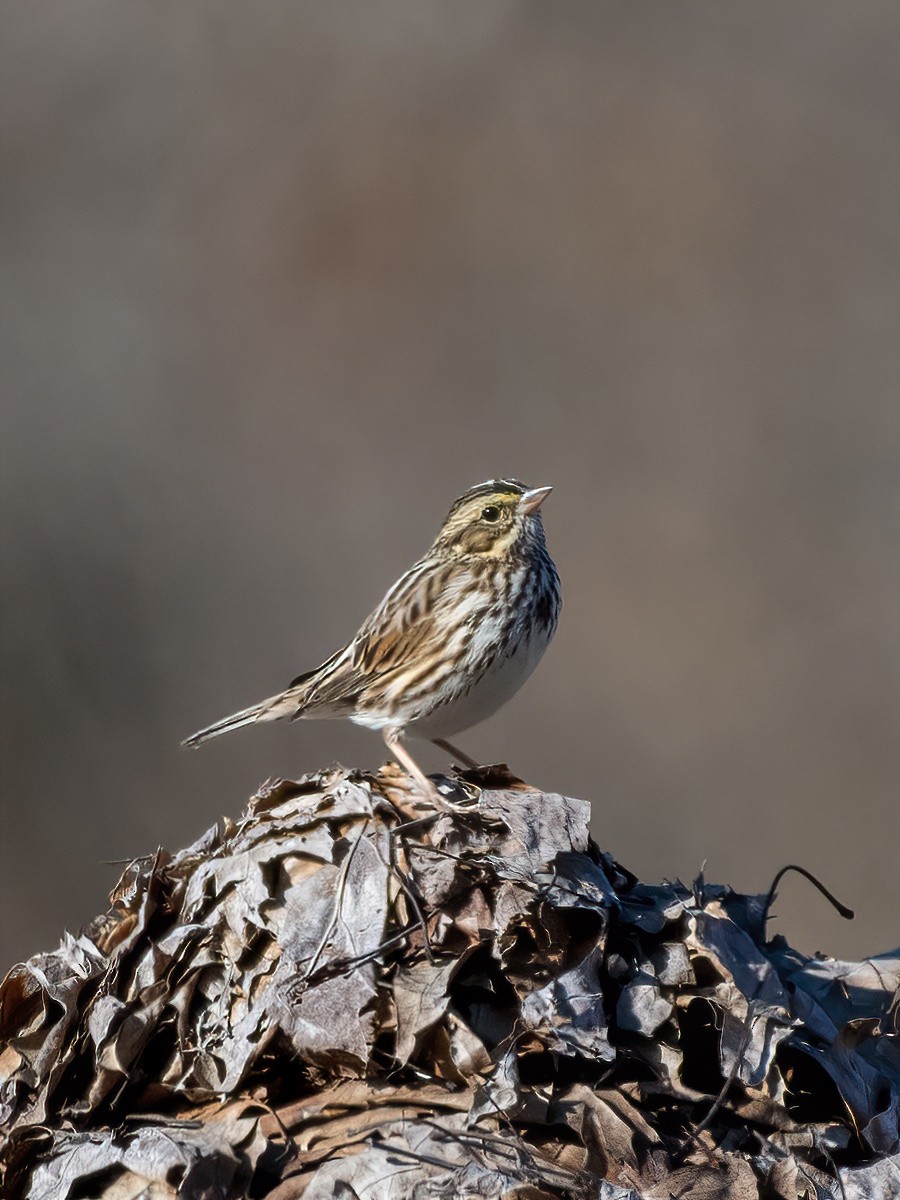 Savannah Sparrow - ML625479759