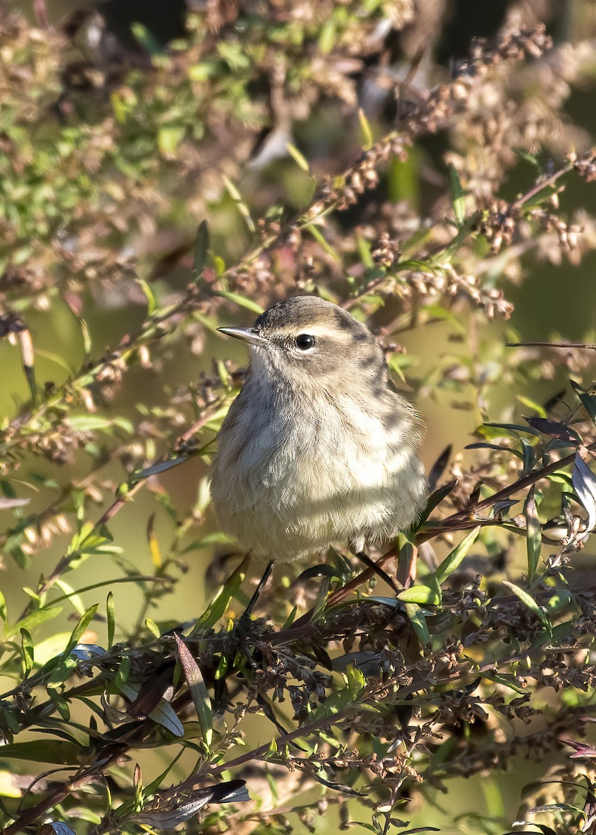 Palm Warbler - ML625479765