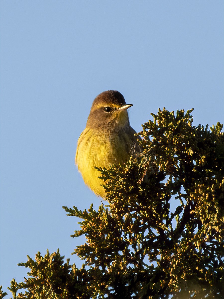 Palm Warbler - ML625479766