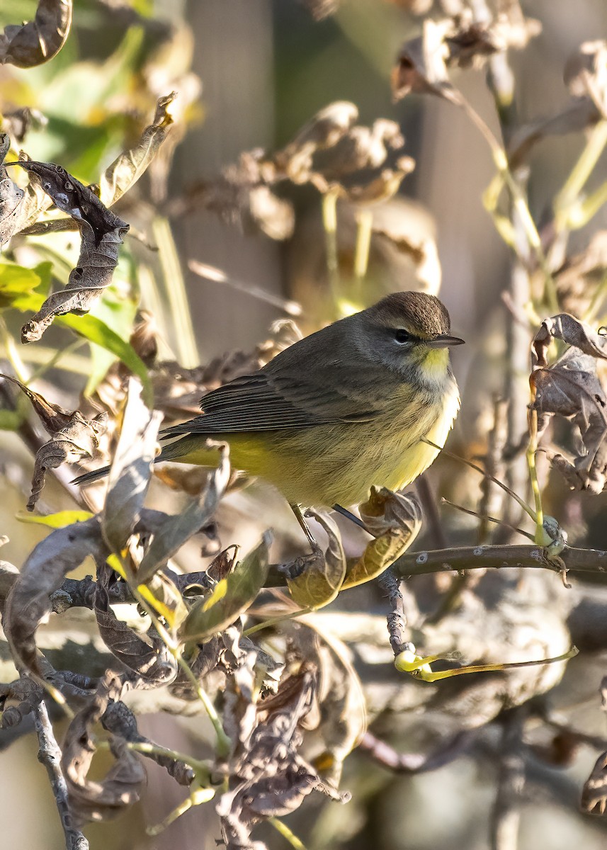 Palm Warbler - ML625479767