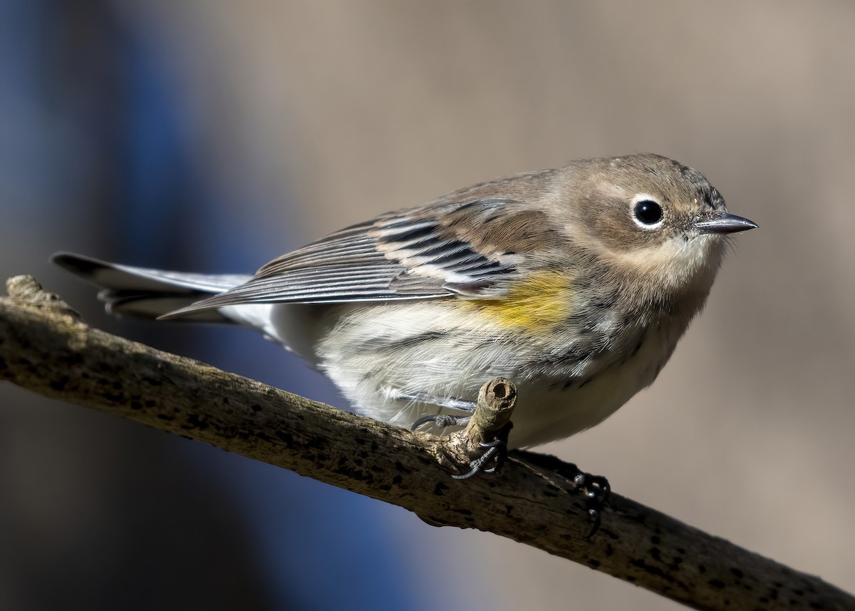 Yellow-rumped Warbler - ML625479773