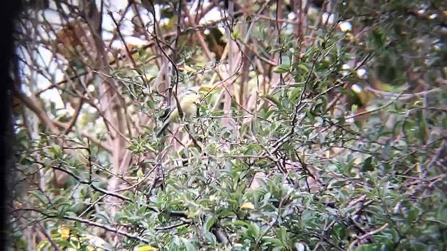 Cinciarella - ML625479790