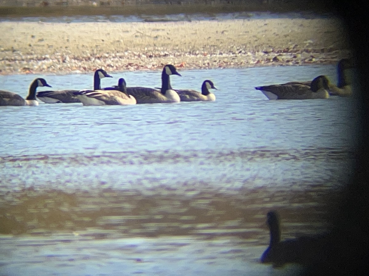 Cackling Goose - ML625479875