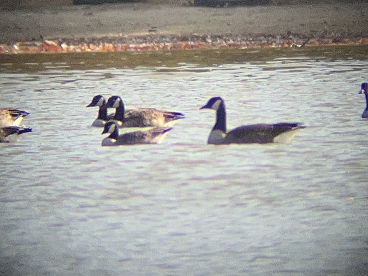 Cackling Goose - ML625479876