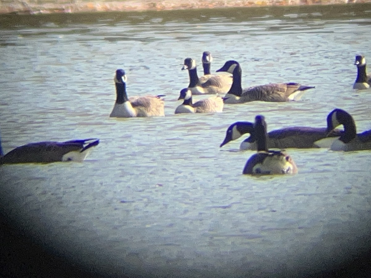 Cackling Goose - ML625479877