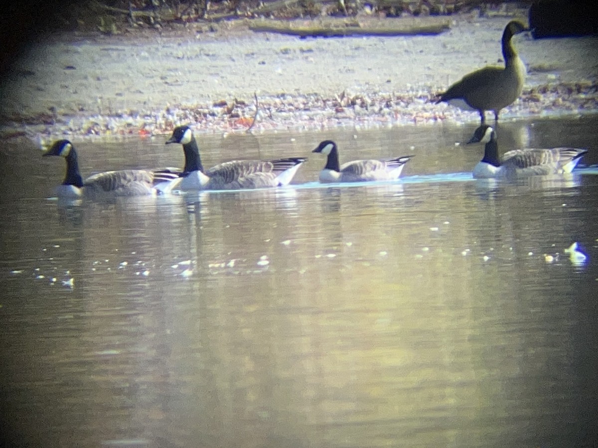 Cackling Goose - ML625479878