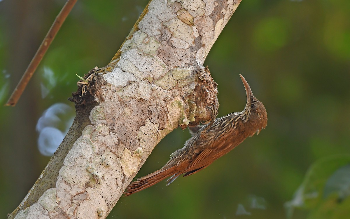 Dusky-capped Woodcreeper - ML625479925