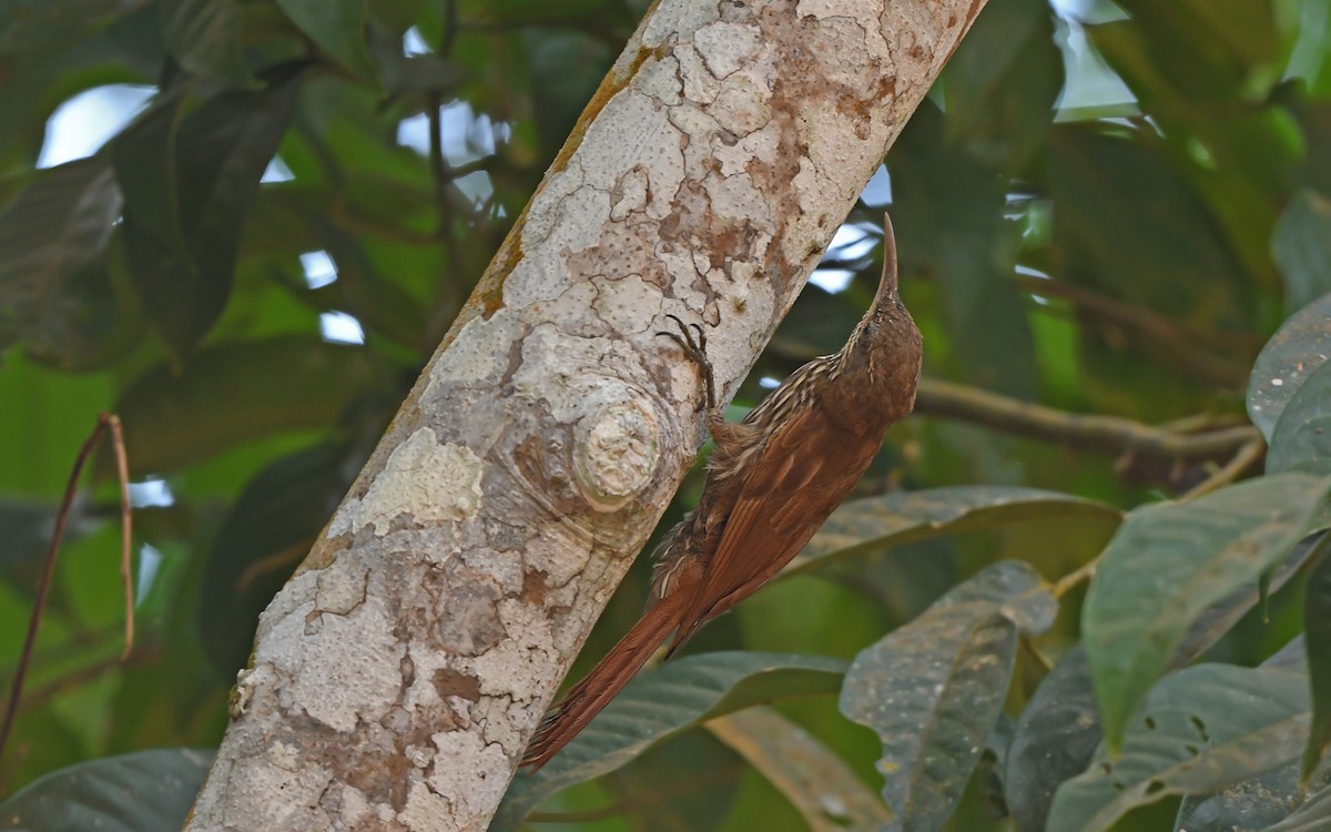 Dusky-capped Woodcreeper - ML625479926