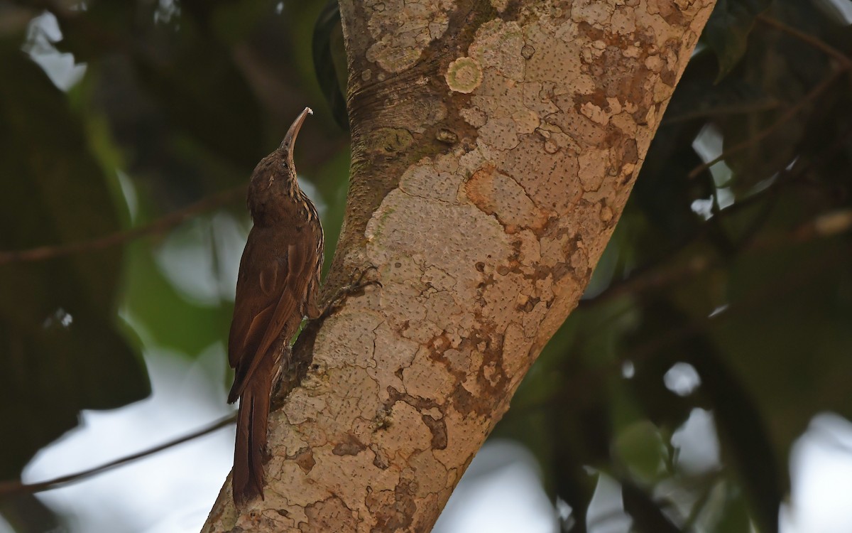 Dusky-capped Woodcreeper - ML625479927