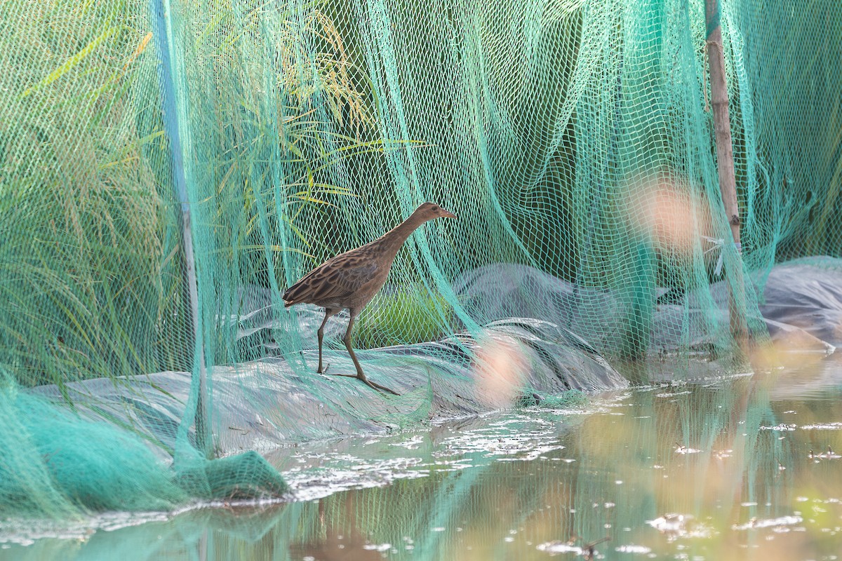 Watercock - ML625480003