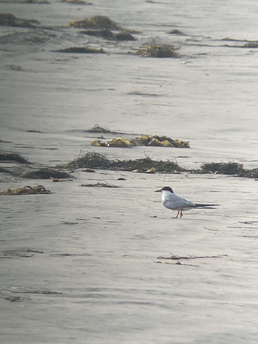 Common Tern - ML625480025