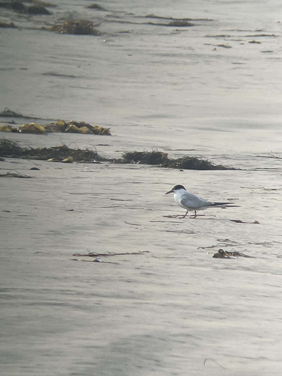 Common Tern - ML625480026