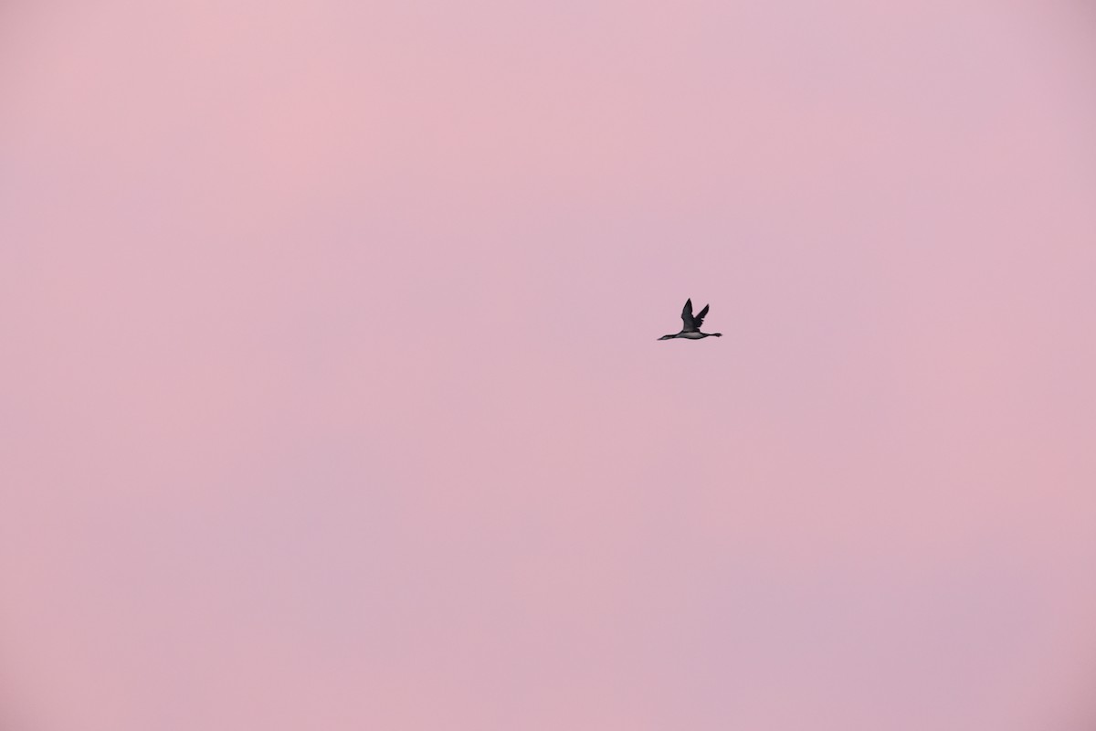 Common Loon - ML625480028