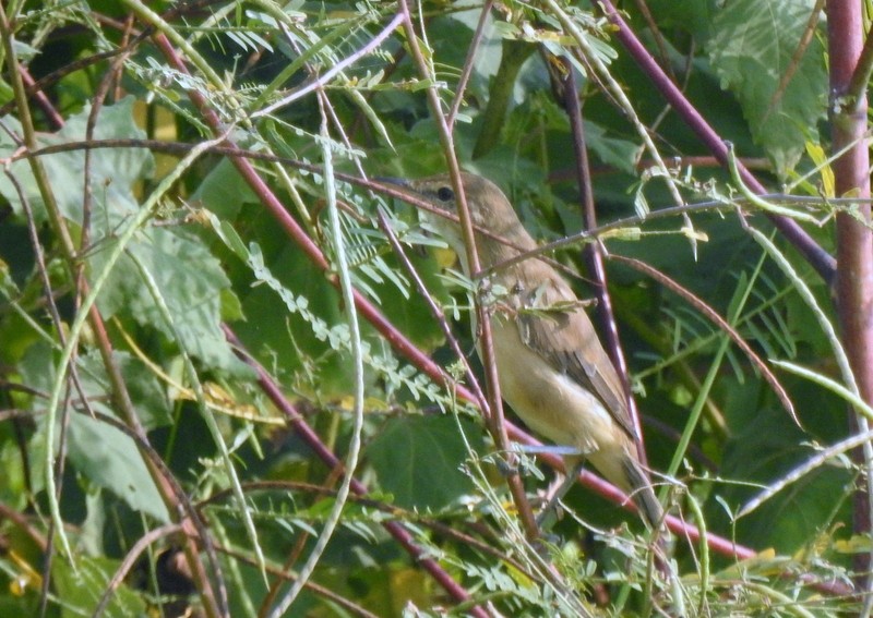 Clamorous Reed Warbler - ML625480054