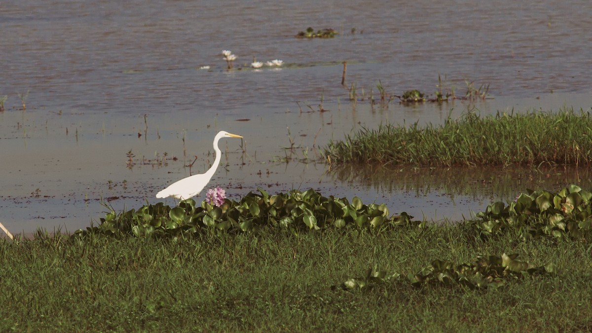 Great Egret - ML625480072