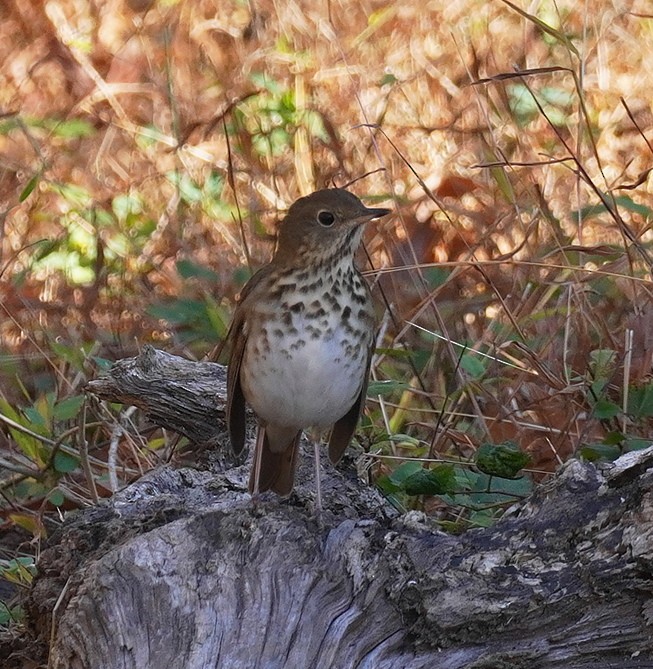 Hermit Thrush - ML625480143