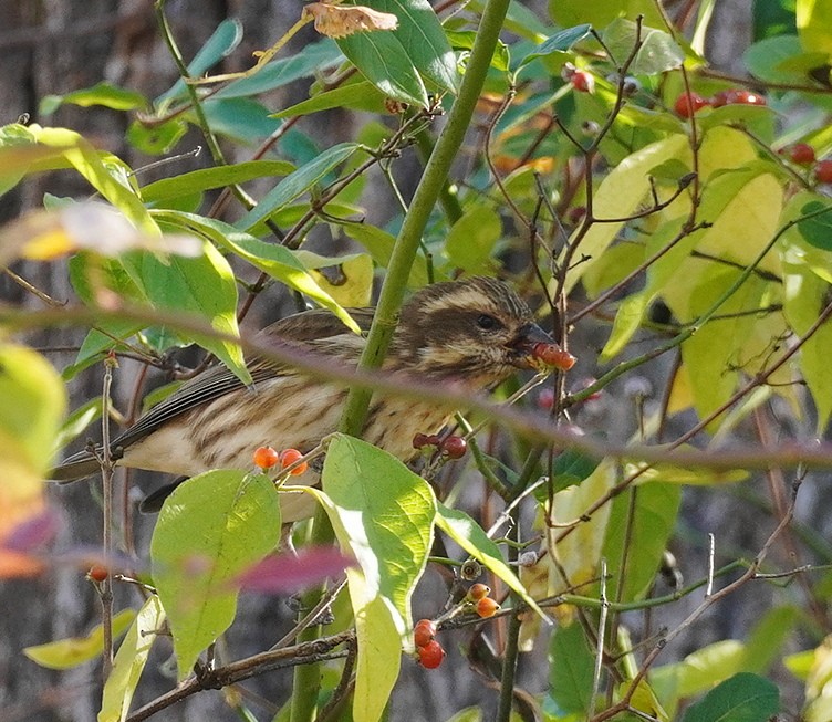 Purple Finch - ML625480150