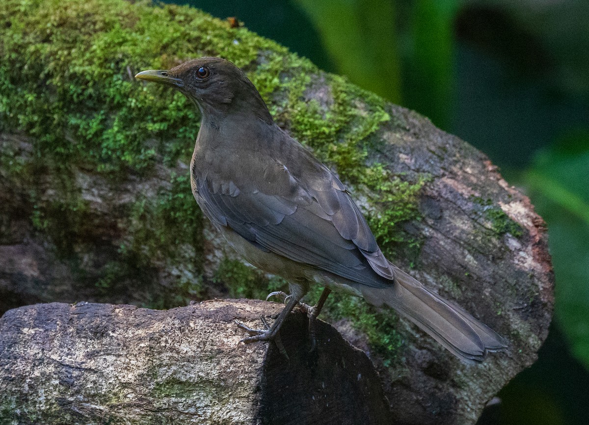 Clay-colored Thrush - ML625480157