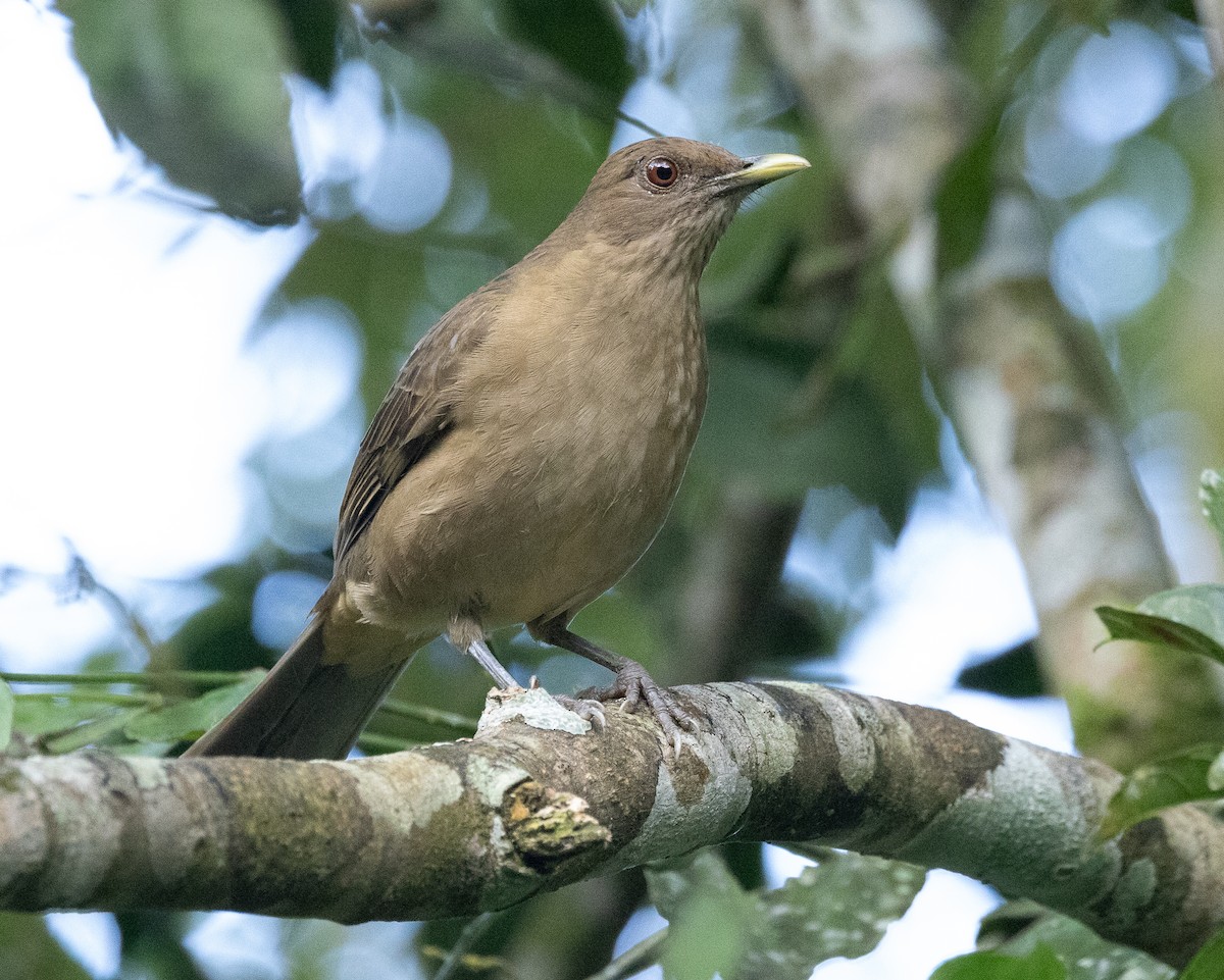 Clay-colored Thrush - David Barton