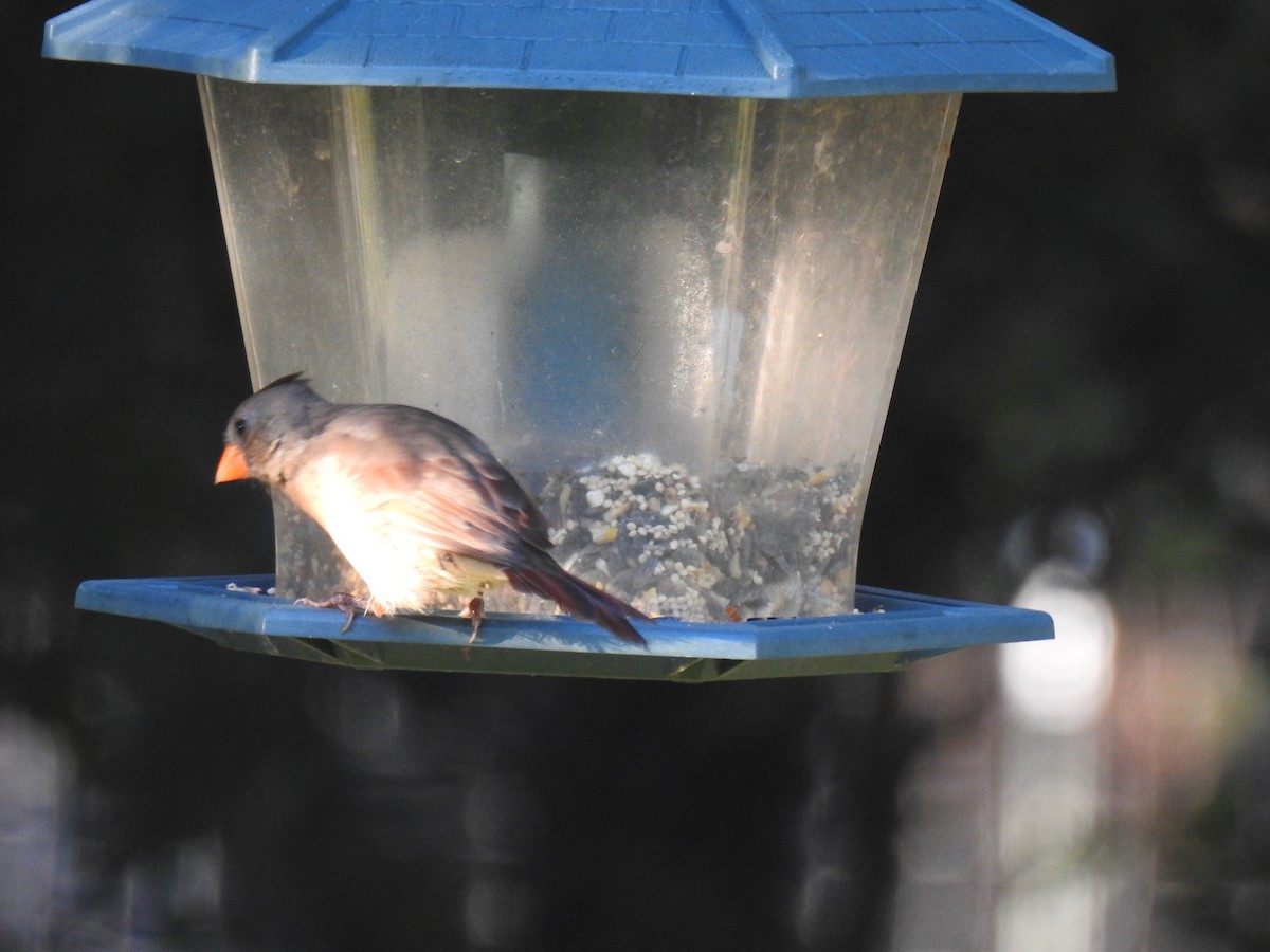 Northern Cardinal - ML625480221