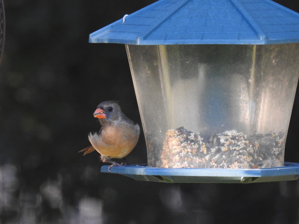 Northern Cardinal - ML625480226
