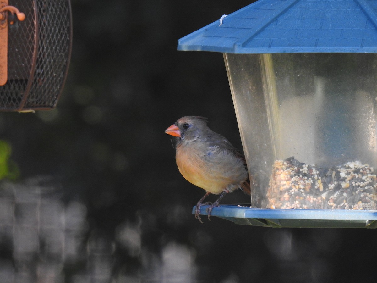 Northern Cardinal - ML625480233