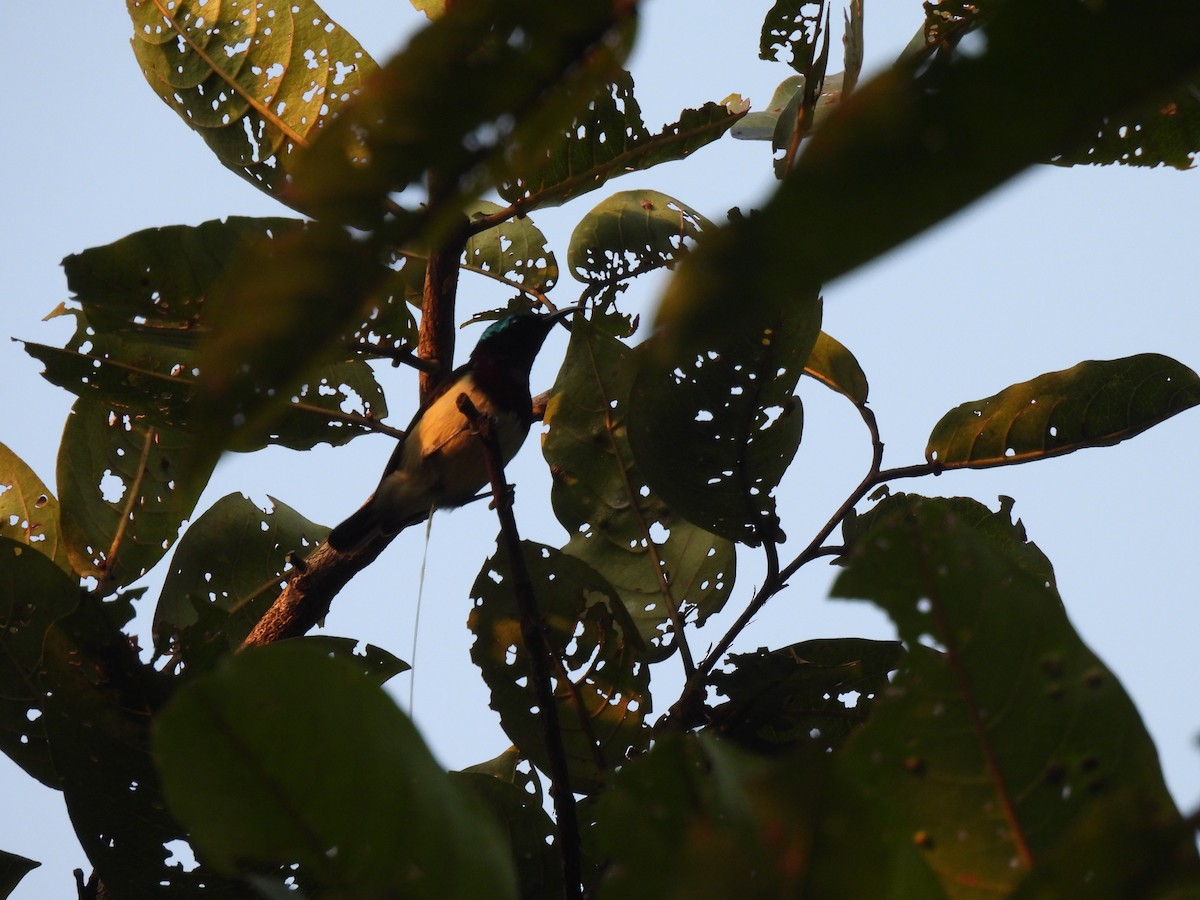 Crimson-backed Sunbird - ML625480303