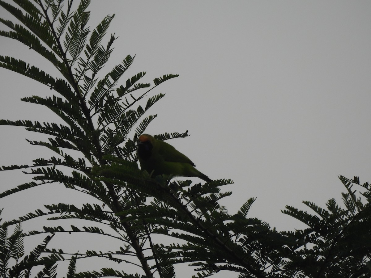 Golden-fronted Leafbird - ML625480319