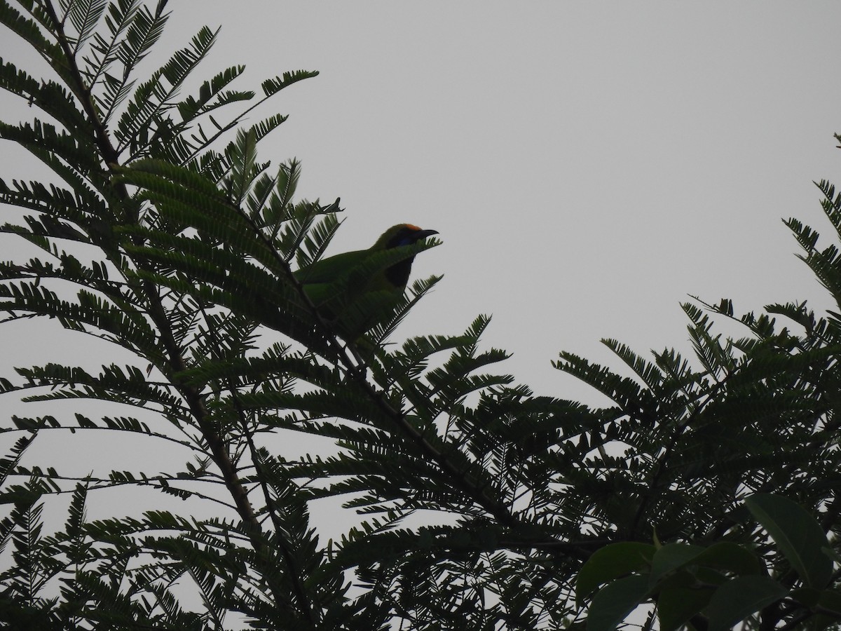 Golden-fronted Leafbird - ML625480320