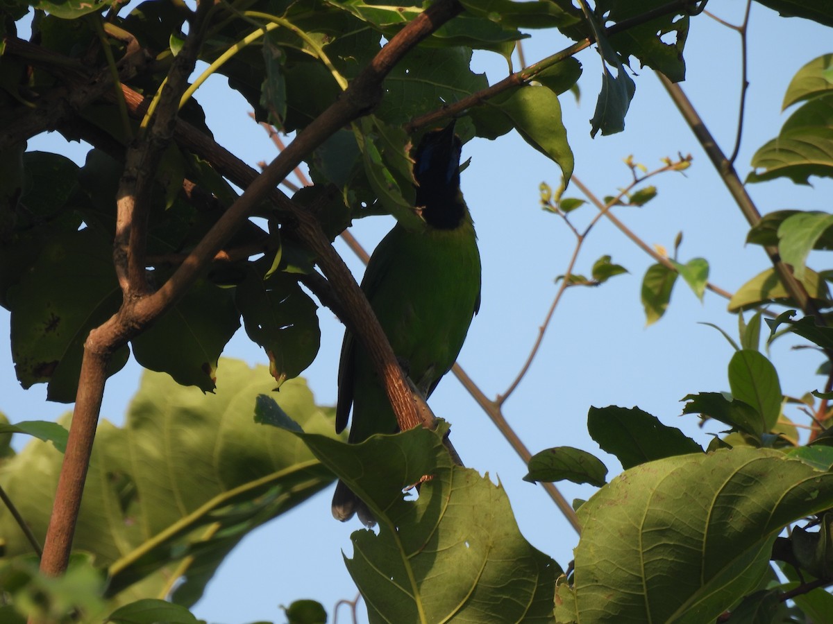 Golden-fronted Leafbird - ML625480322