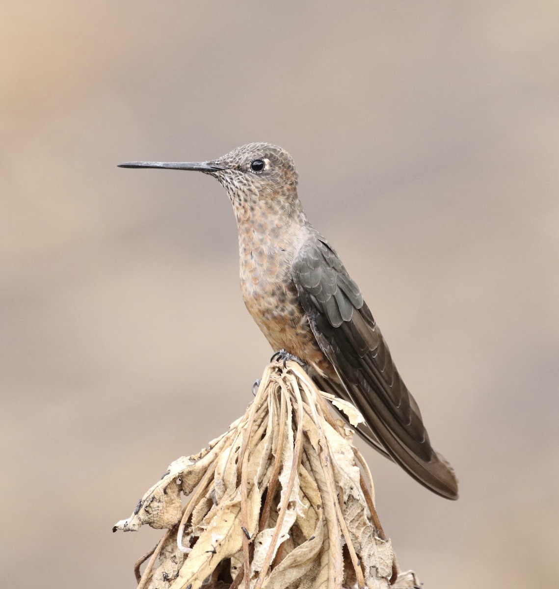 Giant Hummingbird - ML625480339