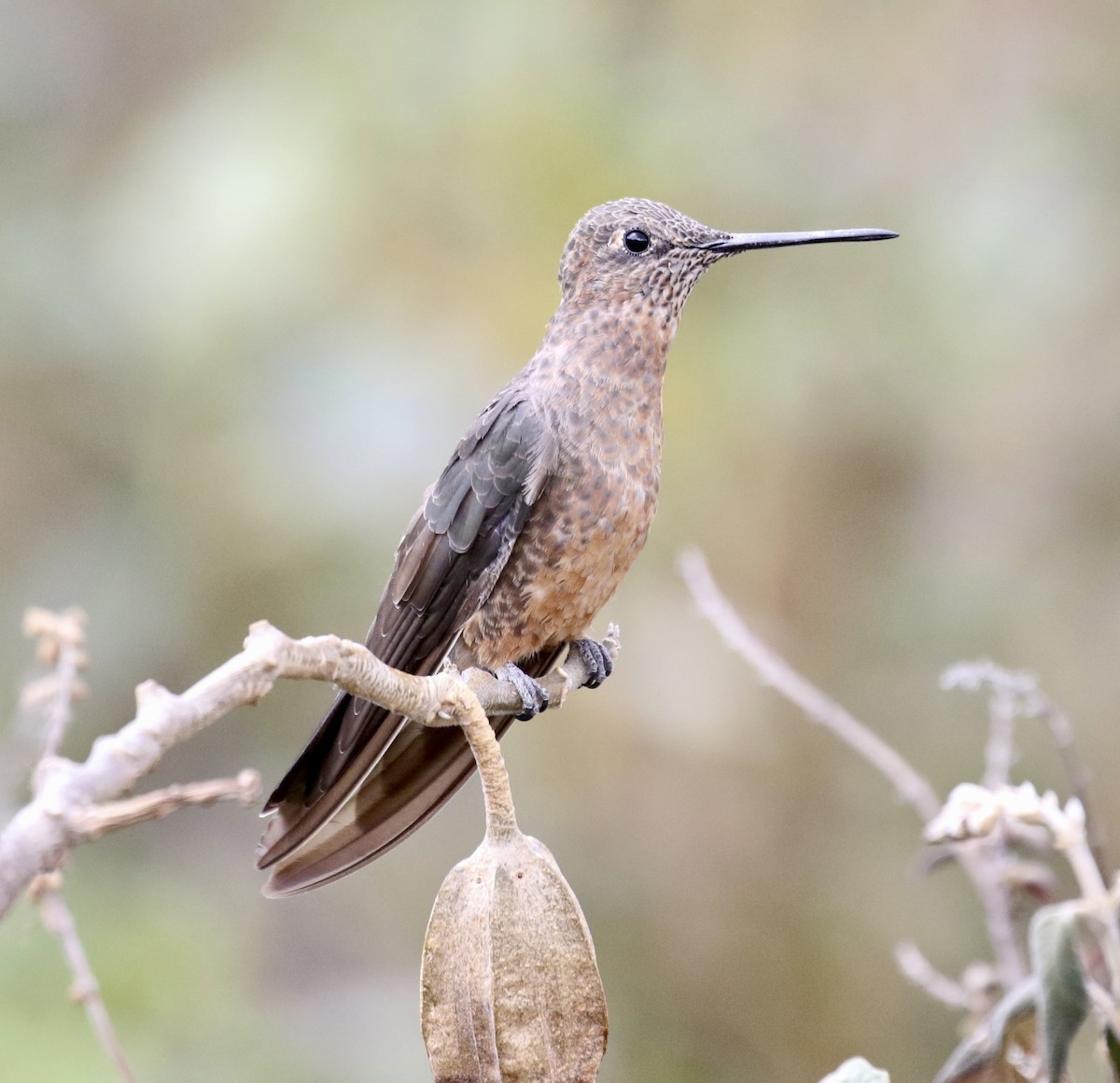 Giant Hummingbird - ML625480369