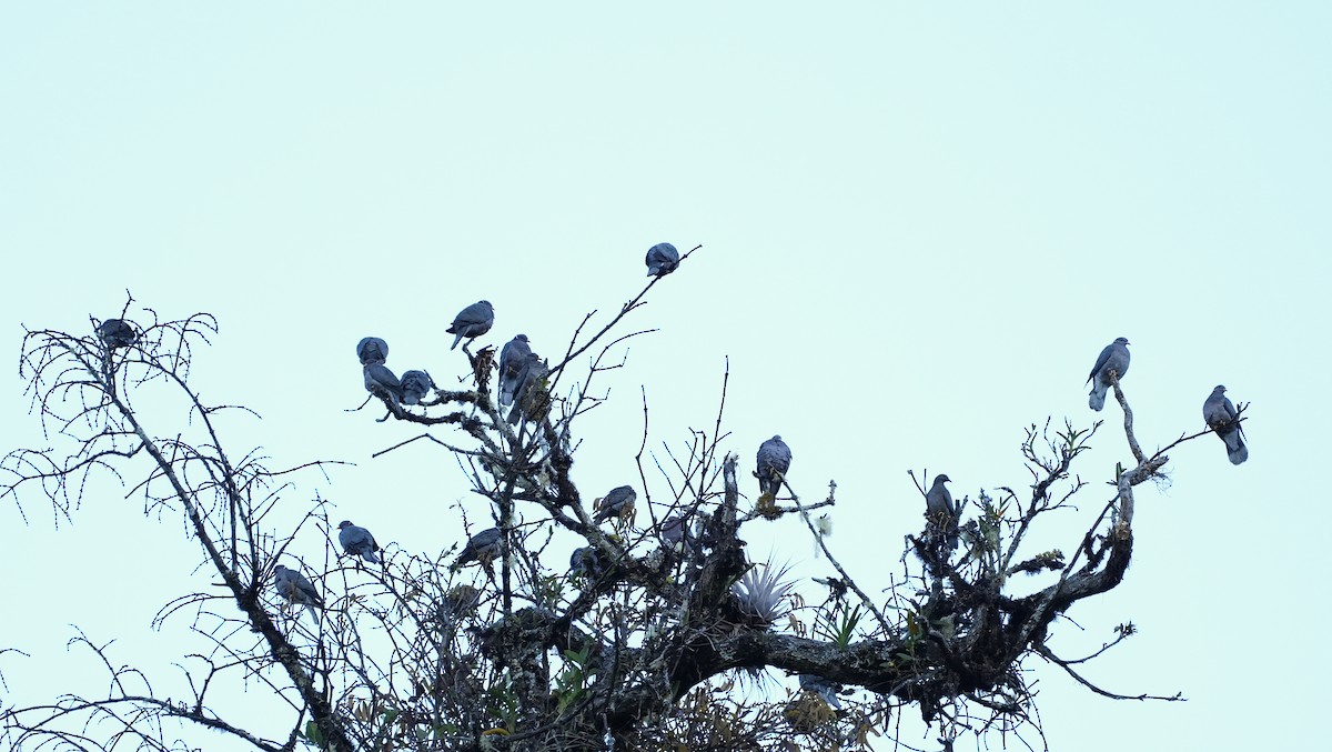 Band-tailed Pigeon - ML625480373