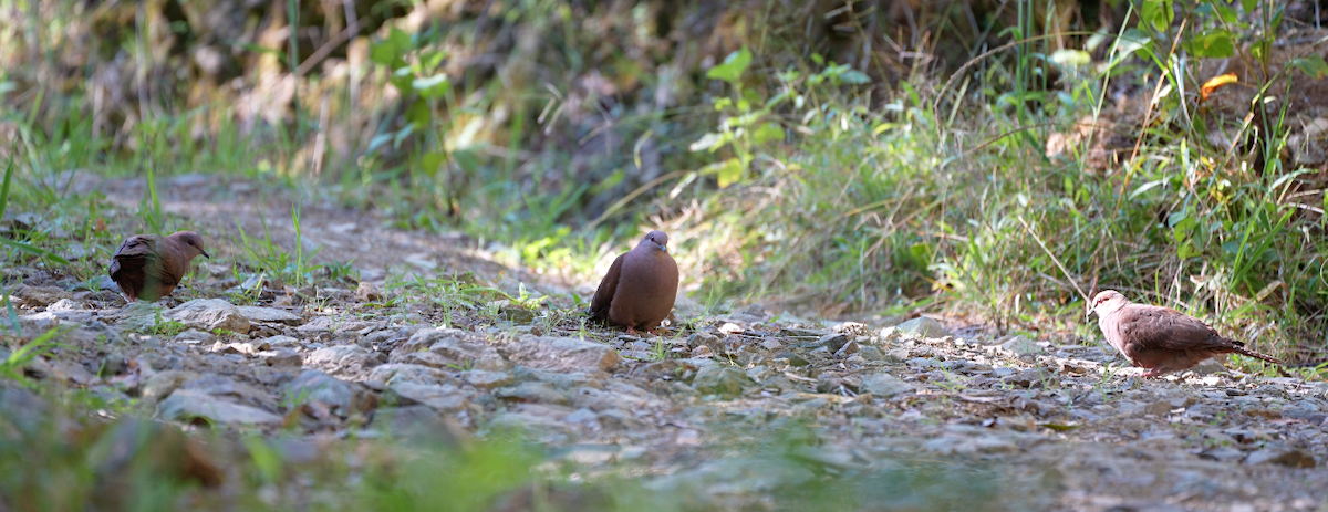 Ruddy Pigeon - ML625480382