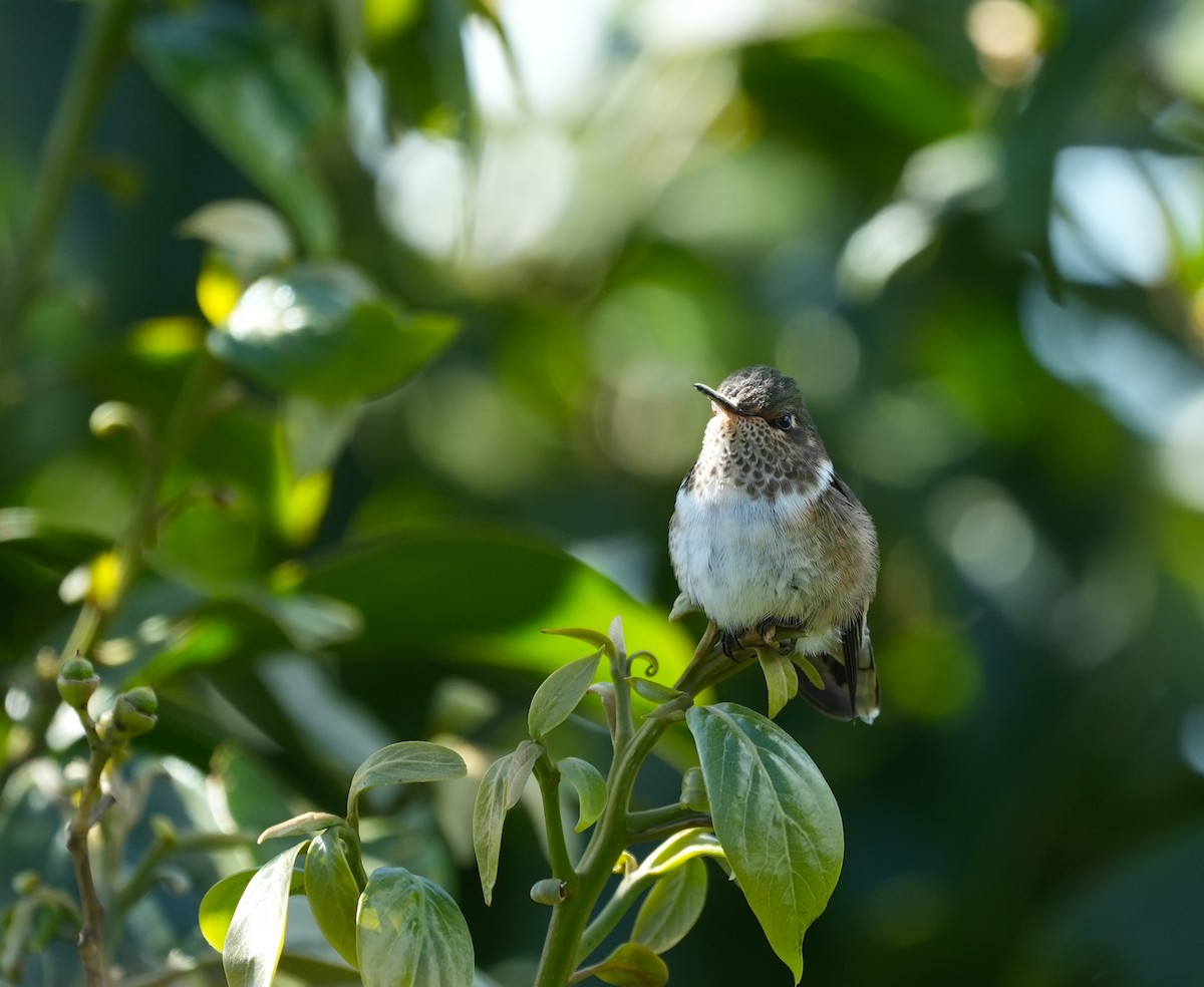 Volcano Hummingbird - ML625480388