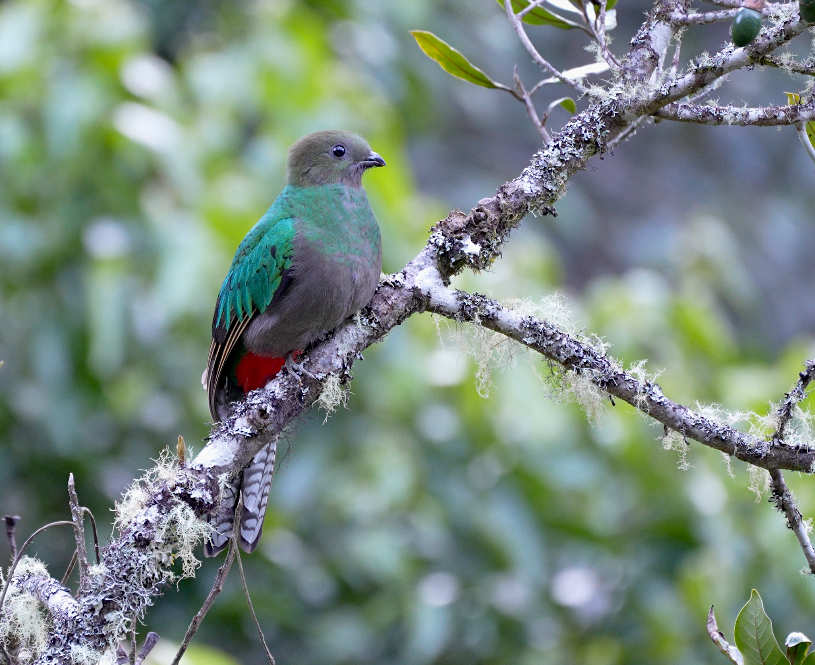 Resplendent Quetzal (Costa Rican) - ML625480395