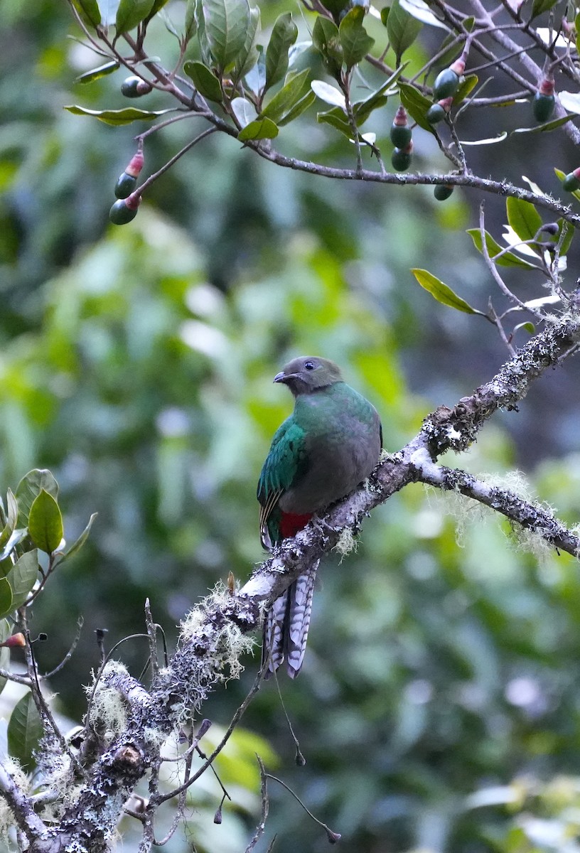 Resplendent Quetzal (Costa Rican) - ML625480397