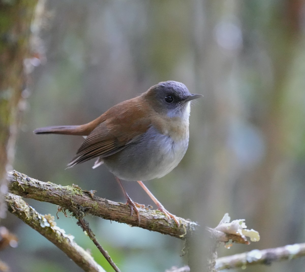 Black-billed Nightingale-Thrush - ML625480402