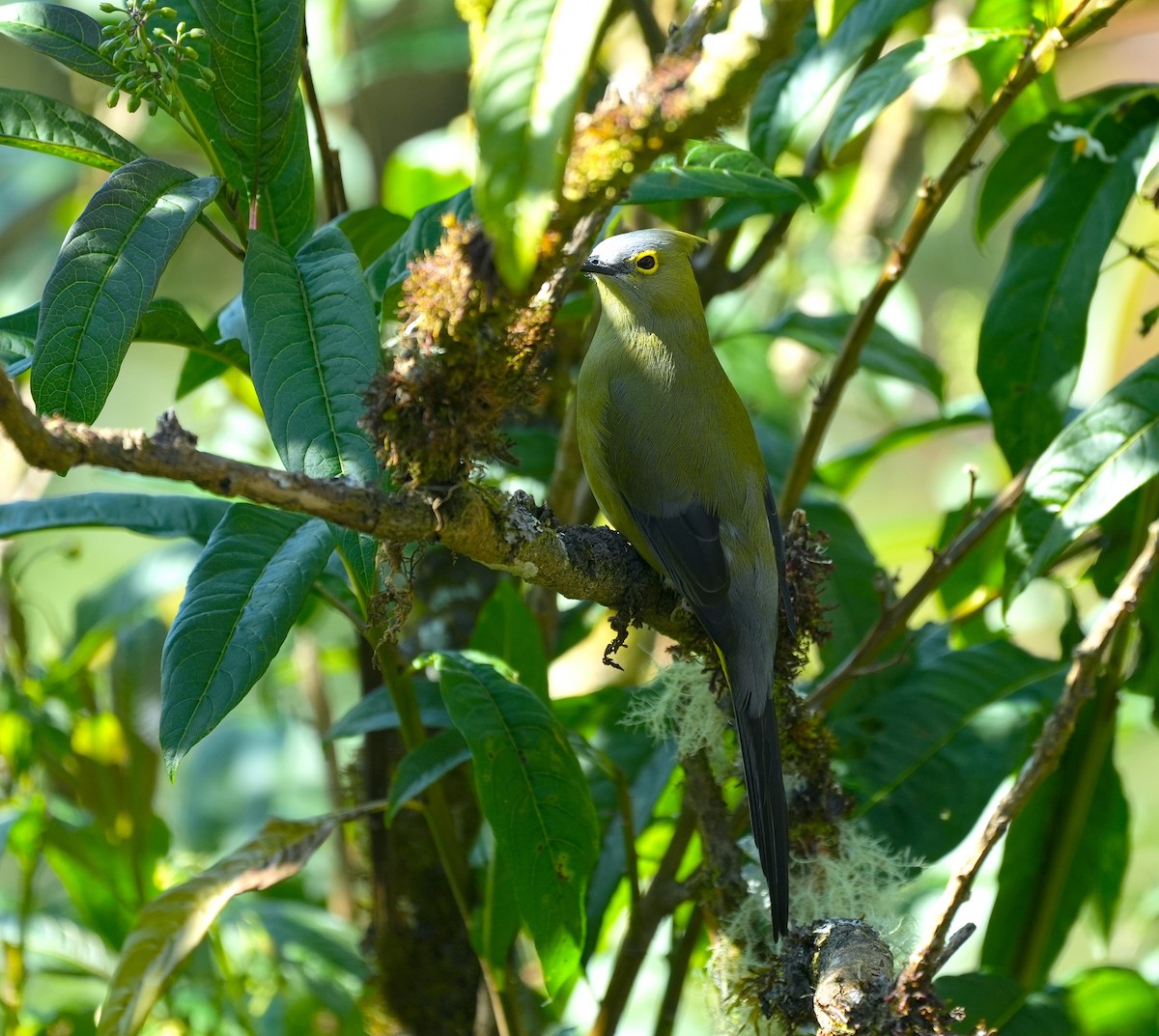 Long-tailed Silky-flycatcher - ML625480406