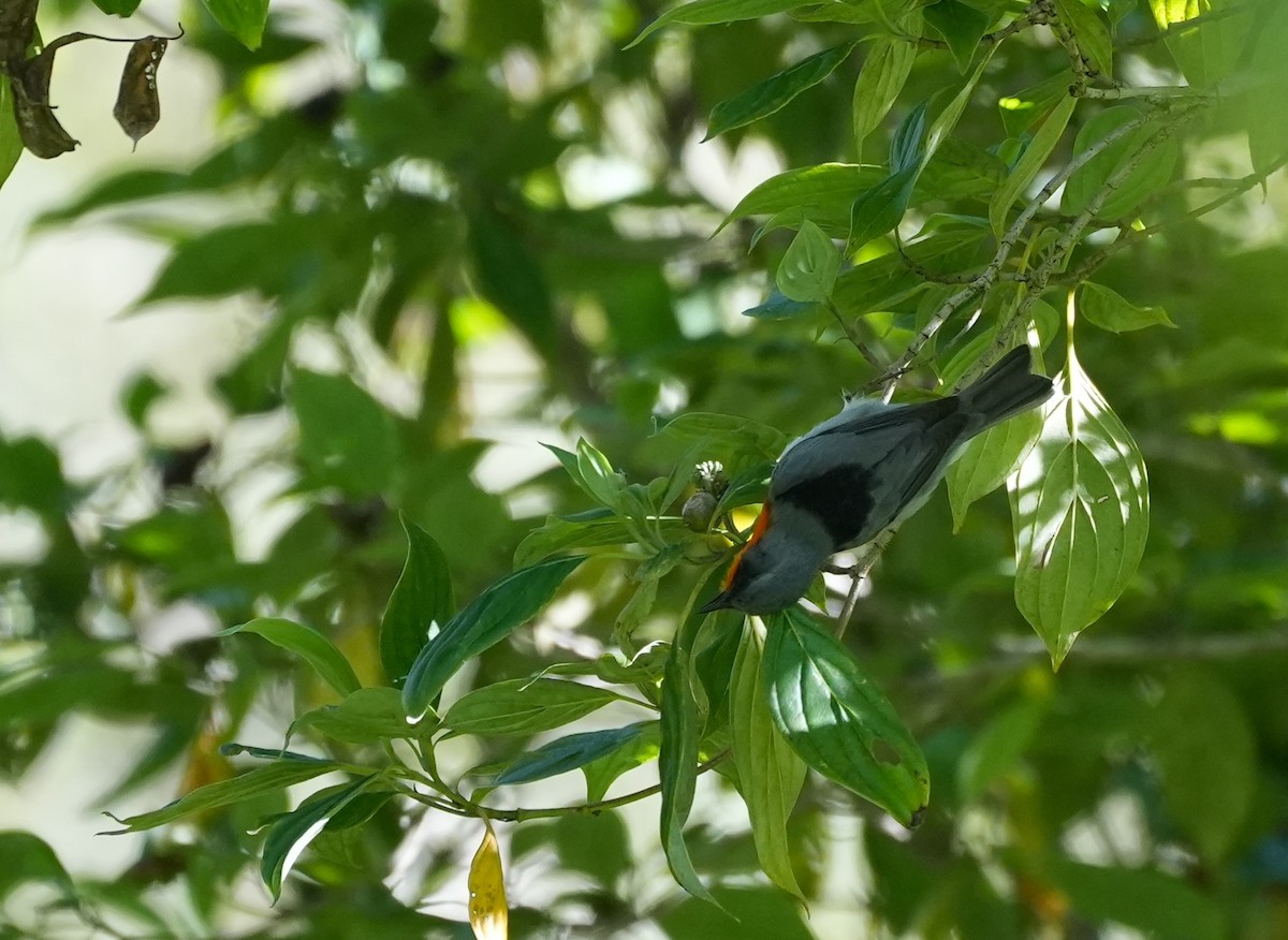 Flame-throated Warbler - ML625480414