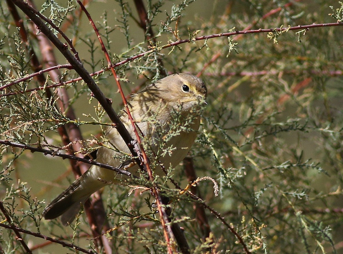 Common Chiffchaff - ML625480508