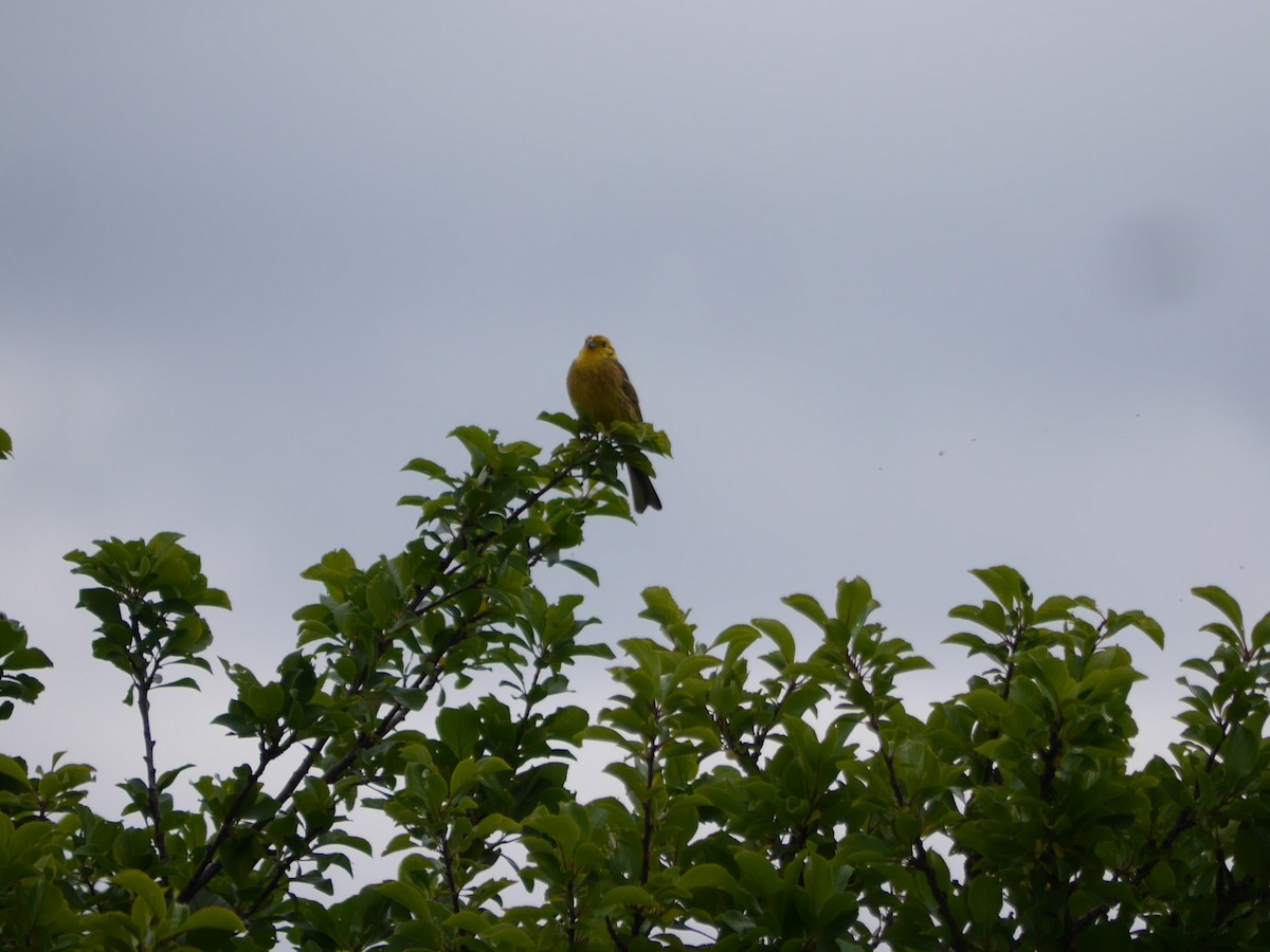 Yellowhammer - ML625480636