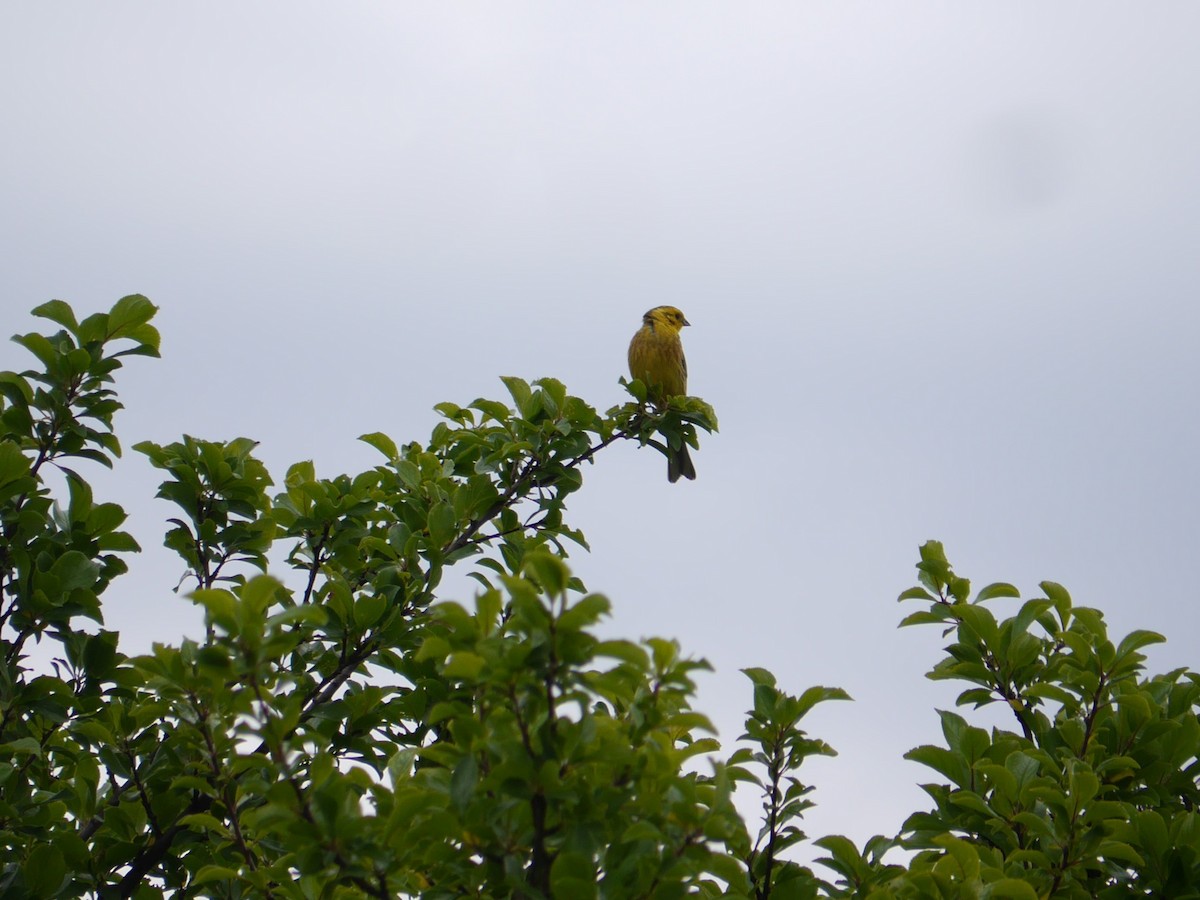 Yellowhammer - ML625480637