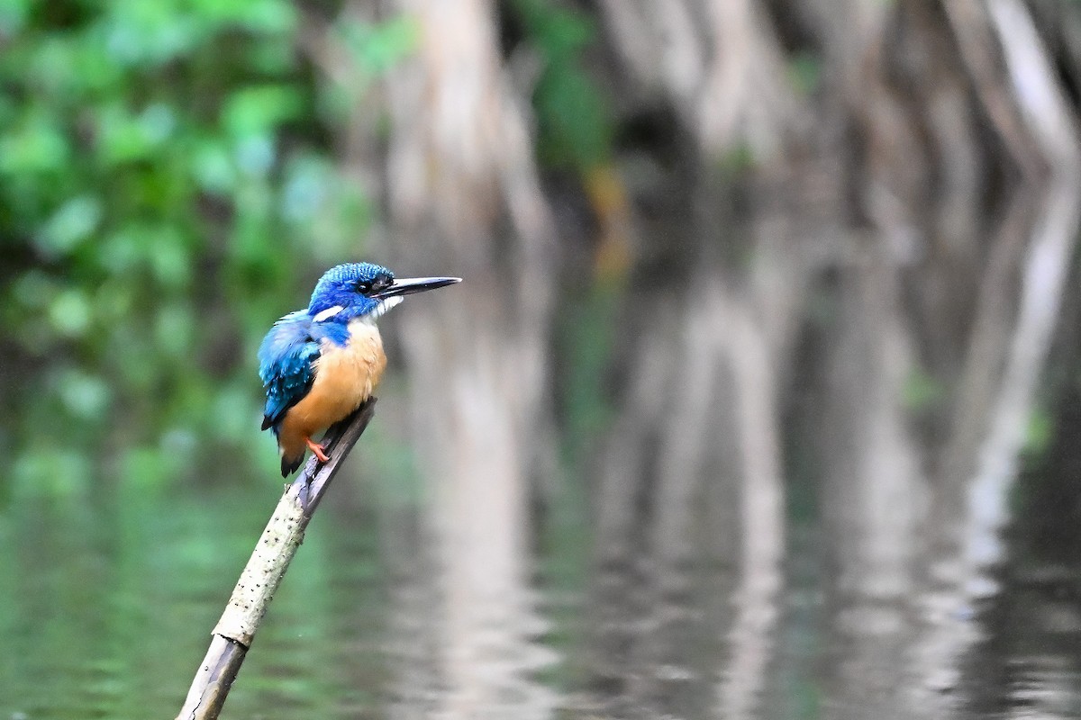 Half-collared Kingfisher - ML625480692