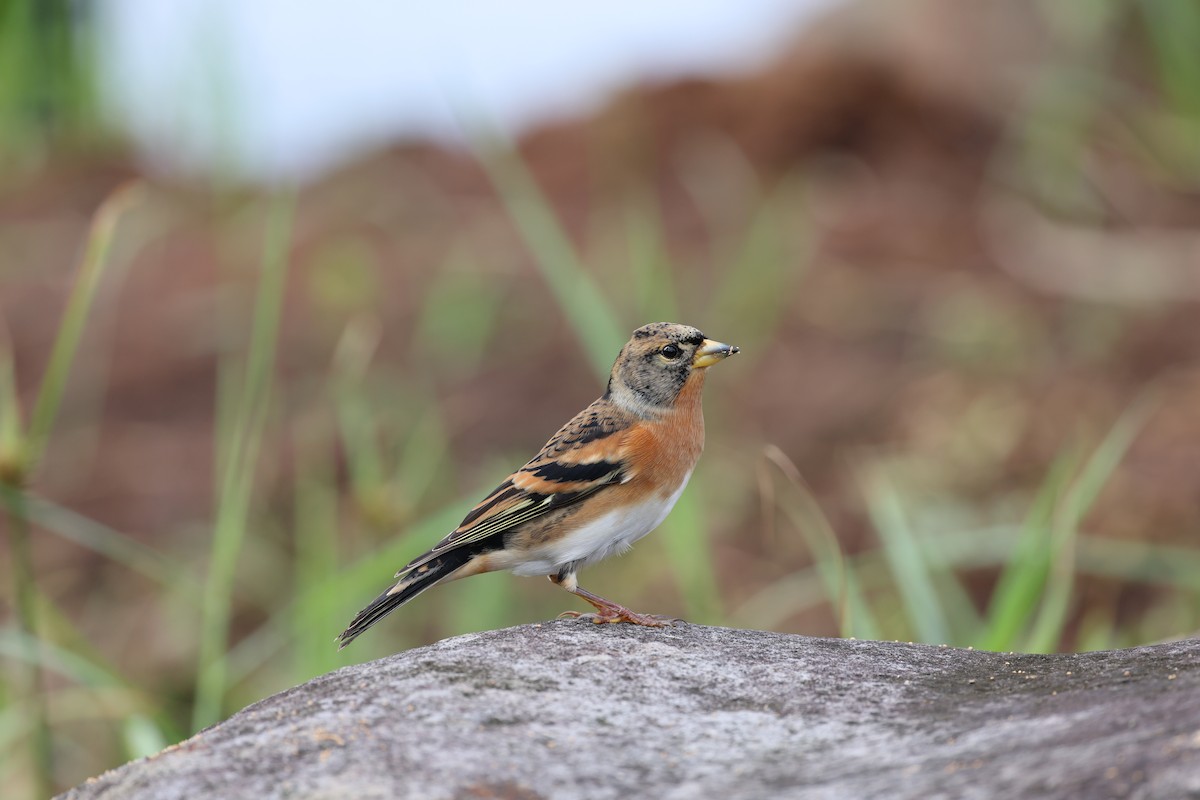 Brambling - ML625480707
